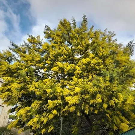 La Mimosa Апартаменты *