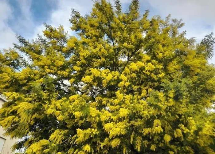 La Mimosa Appartamento *
